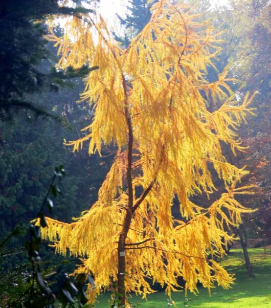 Larix 'Japanese Larch'