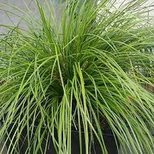 The Lomandra Highlight™ 'Olive Green' 6" Pot features lush, olive-green leaves that elegantly fan outwards, enhancing any space with a touch of nature.