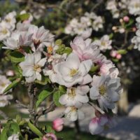A close-up showcases a branch with pink and white Malus spectabilis 'Chinese Flowering Crab Apple' blossoms in full bloom, set against a backdrop of blurred greenery.
