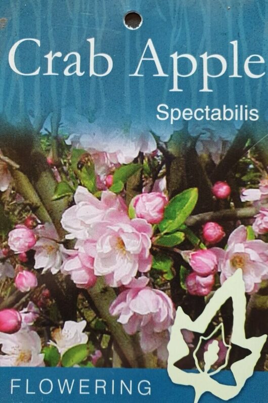 Malus spectabilis 'Chinese Flowering Crab Apple' 13" Pot