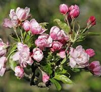 Malus spectabilis 'Chinese Flowering Crab Apple'