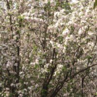 Malus spectabilis 'Chinese Flowering Crab Apple'