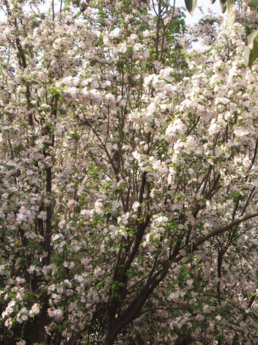 Malus spectabilis 'Chinese Flowering Crab Apple' 13" Pot