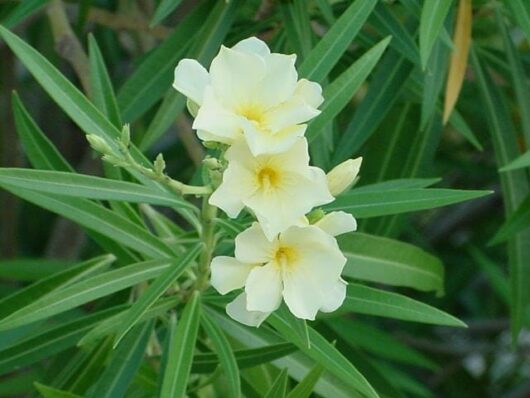 Nerium Oleander 'Vanilla Cream' 7" Pot