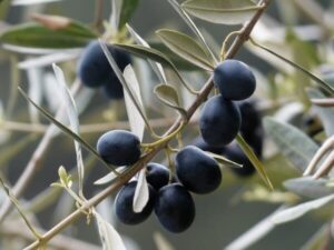 olives, olive tree