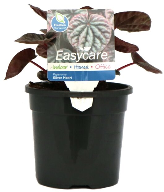 Peperomia 'Silver Heart' 5" Pot