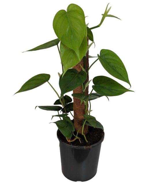 Philodendron 'Heart Leaf' Totem 7" Pot