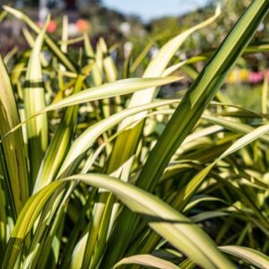 Close-up of Phormium 'Yellow Wave' Flax leaves, showcasing long, green, and yellow variegations in a garden setting with a blurred background.