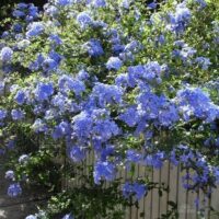 Plumbago 'Royal Cape' 6" Pot