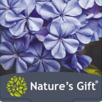Plumbago 'Royal Cape' 6" Pot