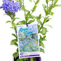 A vibrant purple 6" pot houses the Plumbago 'Royal Cape' plant with lush green leaves and blue flower clusters, accompanied by a label with images and text.
