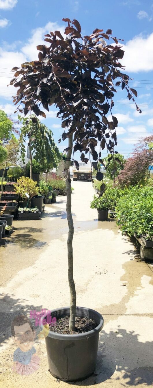 Fagus 'Purple Copper Beech' Weeping 16" Pot
