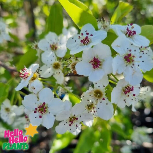 Pyrus 'Manchurian' Ornamental Pear