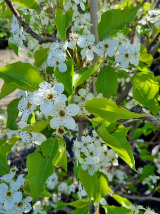 Pyrus 'Manchurian' Ornamental Pear 20" Pot