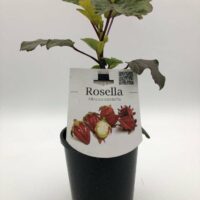 Hibiscus 'Rosella' Tucker Bush 6" Pot