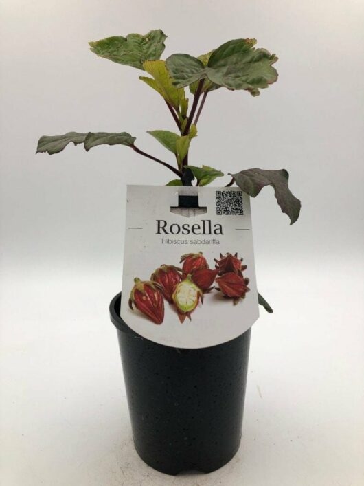 Hibiscus 'Rosella' Tucker Bush 6" Pot