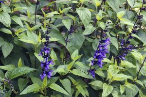Salvia Mirage™ 'Soft Pink', with tall green plants, long serrated leaves, and spikes of soft pink flowers, thrives beautifully in a 6" pot, adding vibrant splashes to any garden or patio.