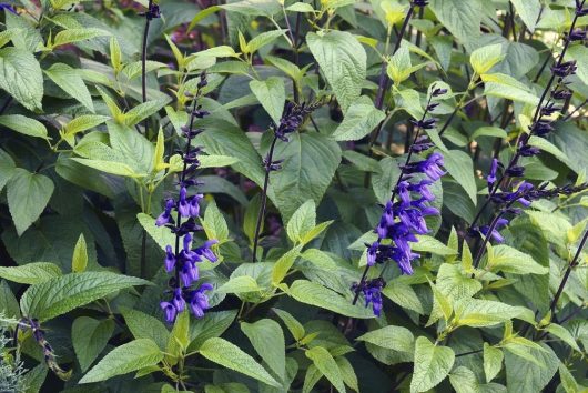 Salvia Mirage™ 'Soft Pink', with tall green plants, long serrated leaves, and spikes of soft pink flowers, thrives beautifully in a 6" pot, adding vibrant splashes to any garden or patio.