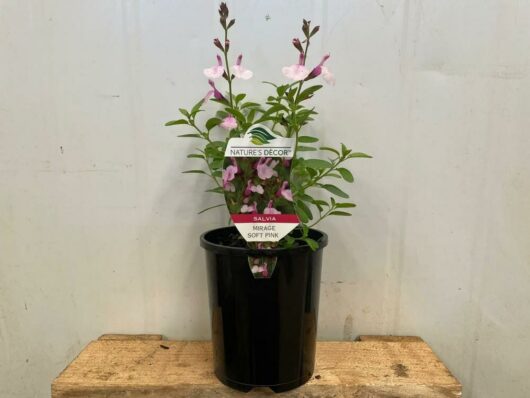 Salvia Mirage™ 'Soft Pink' 6" Pot