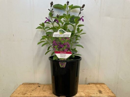 Salvia Mirage™ 'Violet' 6" Pot