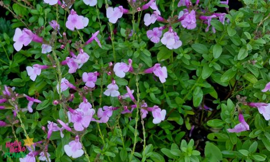 The 6" pot image showcases the beauty of Salvia Mirage™ 'Soft Pink' with soft pink and white flowers complemented by green leaves.