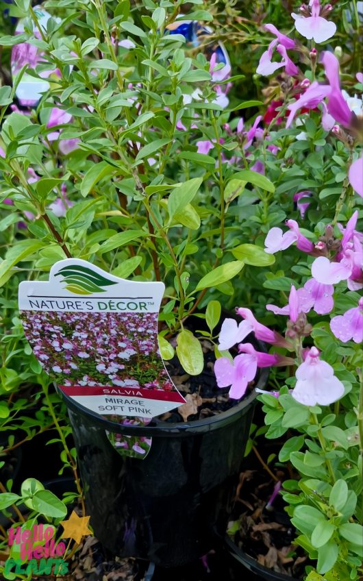 The Salvia Mirage™ 'Soft Pink' in a 6-inch pot, branded "Nature's Décor," showcases delightful pink blooms and lush green foliage.