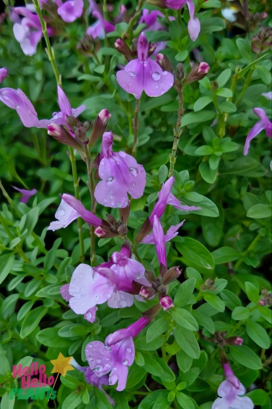 The Salvia Mirage™ 'Soft Pink' in a 6" pot showcases soft pink flowers adorned with dew drops, nestled among lush green foliage.