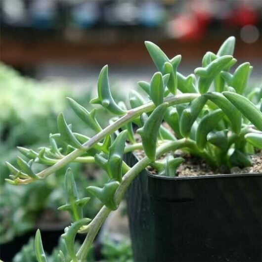 Senecio 'Dolphin Necklace' (String of Dolphins) 8" Hanging Basket