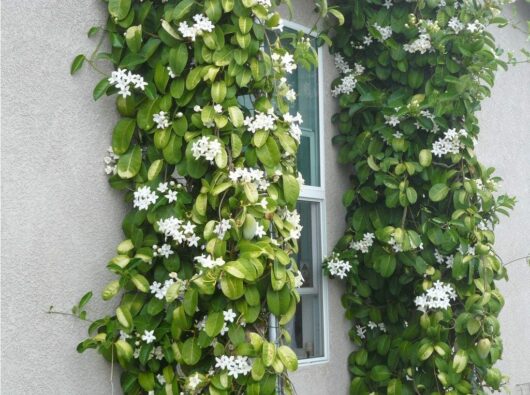 Stephanotis 'Madagascar Jasmine'