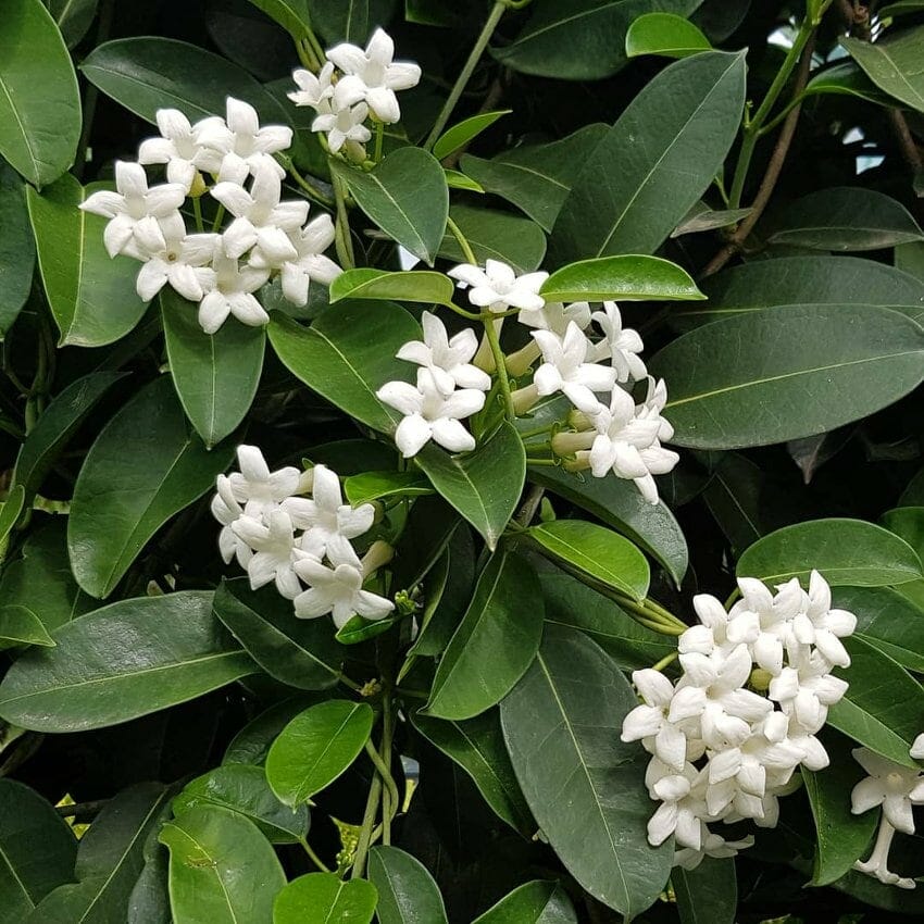 Stephanotis Madagascar Jasmine 7