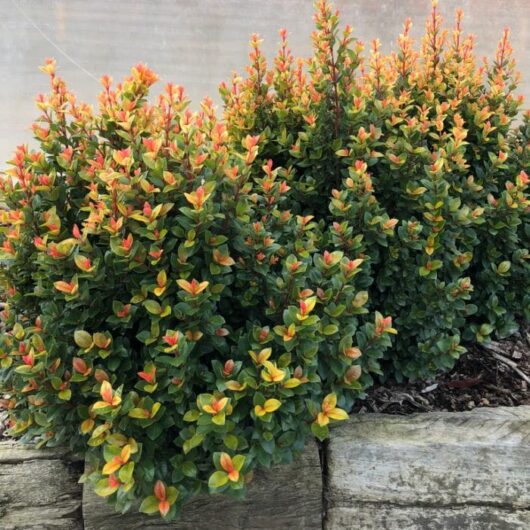 Syzygium 'Sunset Delight' Lilly Pilly 8" Pot