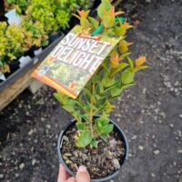 Syzygium 'Sunset Delight' Lilly Pilly