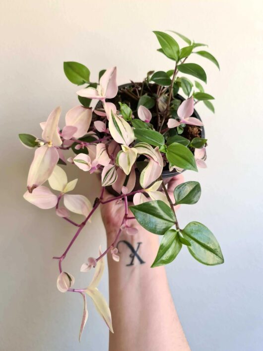 Tradescantia 'Wandering Jew' Tri-Colour