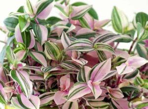Close-up of Tradescantia 'Wandering Jew' Tri-Colour 5" Pot, highlighting its stunning pink and green striped leaves.