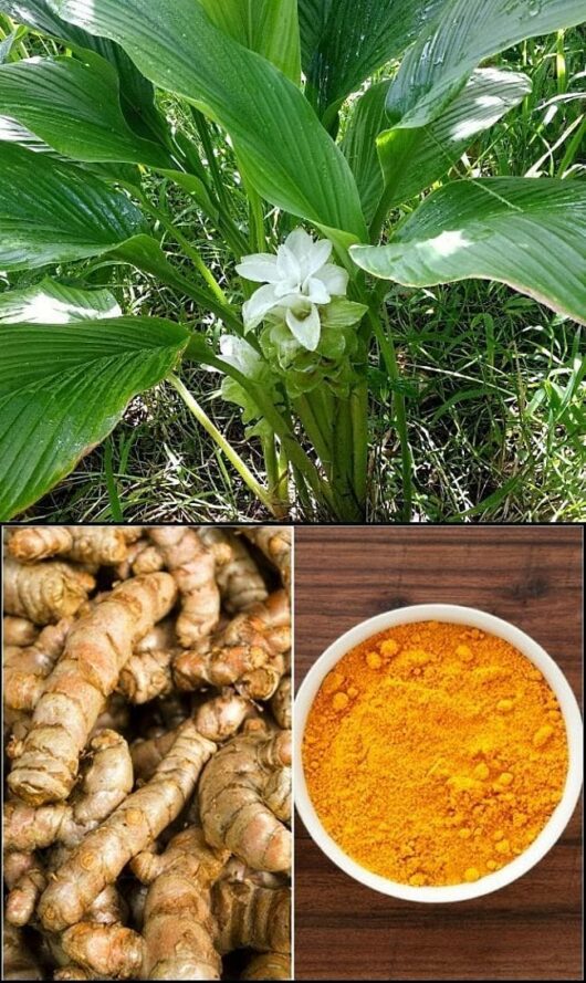Tumeric 5" Pot