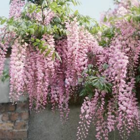 Pale pink wisteria flowers cascade over a wall with lush green leaves, creating a stunning display reminiscent of the vibrant blooms found in the Wisteria carnea 'Pale Pink Wisteria' 6" Pot.