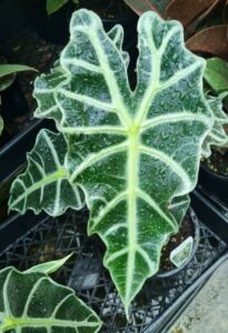 alocasia amazonica