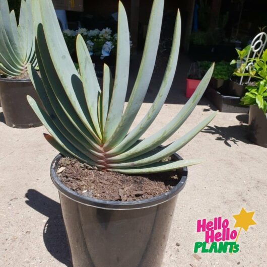 Aloe 'Fan Aloe' 8" Pot