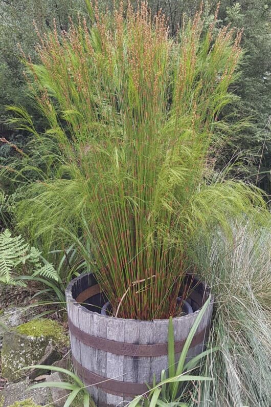 Baloskian 'Tassel Cord Rush' 6" Pot