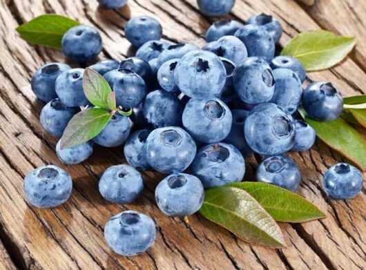 Vaccinium 'Bluecrop' (Highbush Blueberry) 6" Pot