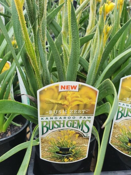 Anigozanthos 'Bush Zest™' Kangaroo Paw 6" Pot
