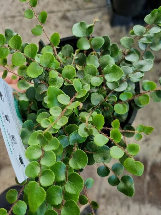 Pellaea 'Button Fern' 6" Pot