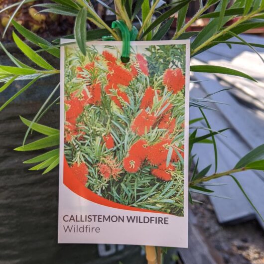 Callistemon 'Wildfire' Bottlebrush