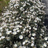 A dense cluster of Prime White flowers with yellow centers blooms on the green leafy Convolvulus 'Prime White' shrubbery, ideally planted in a 6" pot along a path.