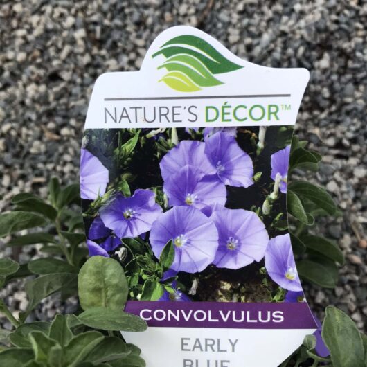 Convolvulus 'Early Blue' 6" Pot