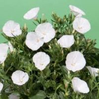 Convolvulus 'Prime White' 6" Pot