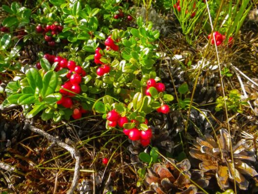 Vaccinium 'Cranberry' Plant 5" Pot