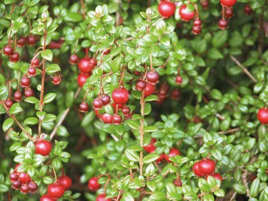 Vaccinium 'Cranberry' Plant 5" Pot