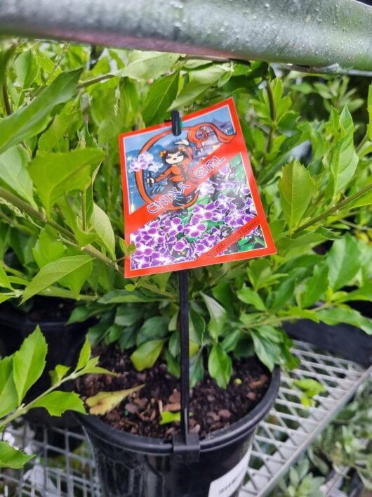 Duranta 'Geisha Girl' 8" Pot
