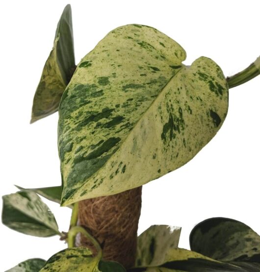Epipremnum 'Marble Queen' Devil's Ivy